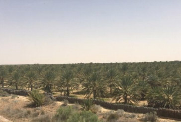 قبلي: تنظيم حملة لمداواة عنكبوتة الغبار بالمقاسم الفلاحية المهملة بواحات رجيم معتوق