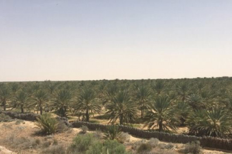 قبلي: تنظيم حملة لمداواة عنكبوتة الغبار بالمقاسم الفلاحية المهملة بواحات رجيم معتوق