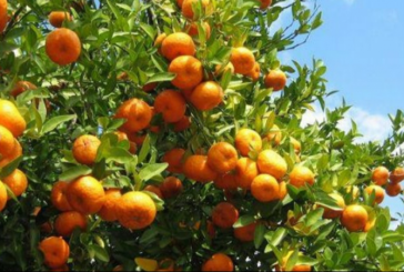 نابل: توقعات بتراجع محصول القوارص هذا الموسم