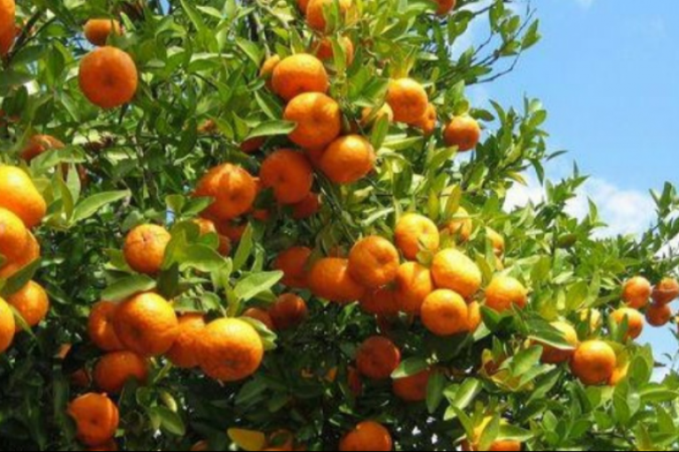 نابل: توقعات بتراجع محصول القوارص هذا الموسم