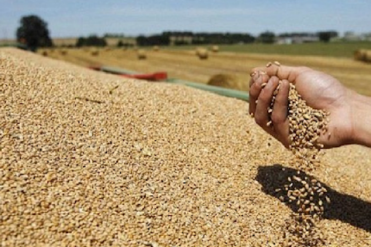 إلى 05 أوت: تجميع ما يُناهز 7،433 مليون قنطار من الحبوب