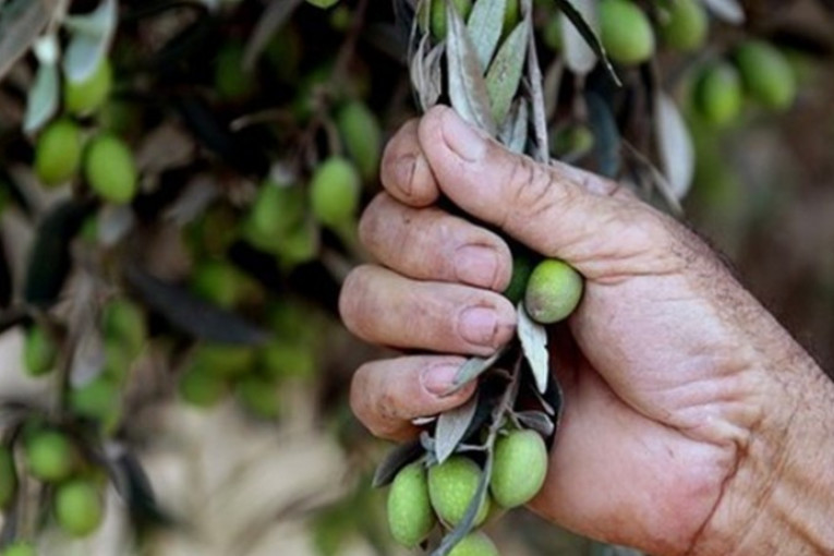 قفصة: 50 ألف طن صابة الزيتون لهذا الموسم‎
