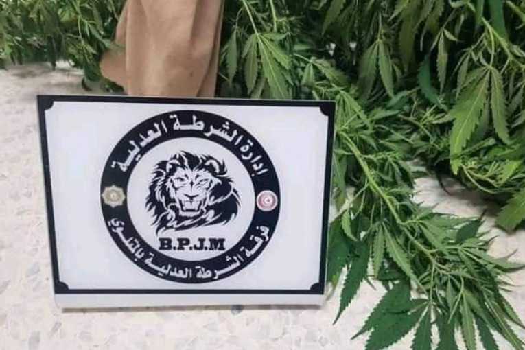 المتلوّي: القبض على شقيقين زرعا القنب الهندي في منزلهما