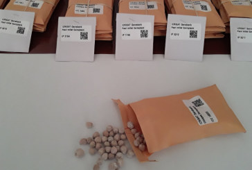 تعاونية البذور تدعو الدولة لإنقاذ 21 ألف قنطار بذور مهمة للموسم القادم