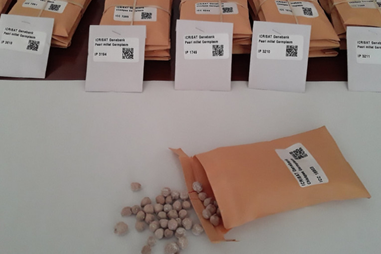 تعاونية البذور تدعو الدولة لإنقاذ 21 ألف قنطار بذور مهمة للموسم القادم