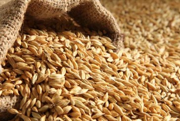 سليانة: تجميع 862 ألفا و245 قنطارا من الحبوب