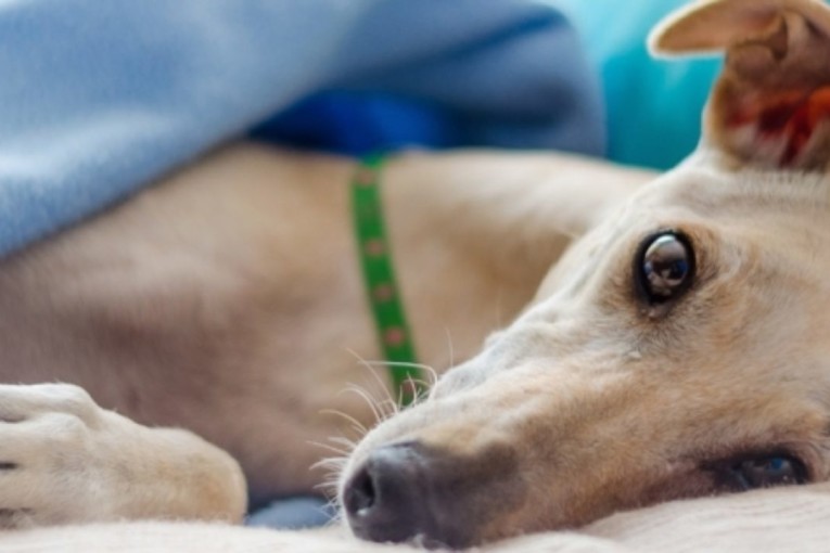 تم رصدها في فرنسا: اول حالة عدوى جدري القرود من إنسان إلى حيوان