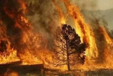 سليانة: السيطرة على حريق جبل لشيهب بنسبة 95 %