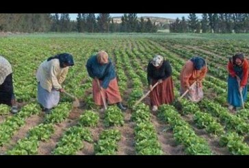 سيدي بوزيد: الإعلان عن مشروع ”حقوقي كرامتي” لفائدة 100 عاملة بالقطاع الفلاحي