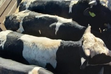 الكاف: الإشتباه في إصابة أبقار باللسان الأزرق