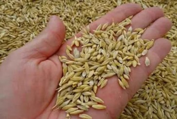 سليانة: الاحتفاظ بـ4 أشخاص تعمّدوا التلاعب بكميات من “الشعير” المدعم