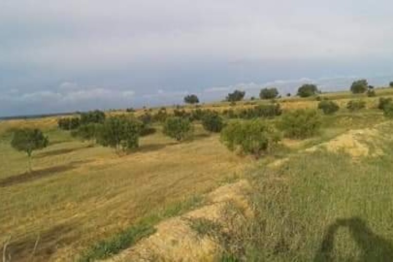 جربة: إسترجاع عقار دولي فلاحي يمسح 8000 متر مربع