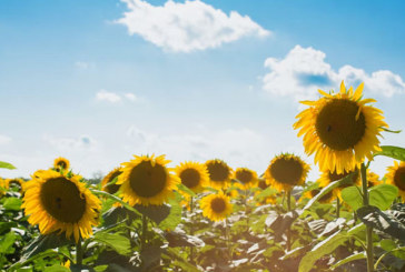 تواصل ارتفاع درجات الحرارة وتغييرات منتظرة بعد الظهر في هذه الجهات