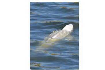 فرنسا: الموت الرحيم لحوت البيلوغا بعد انتشاله من نهر السين