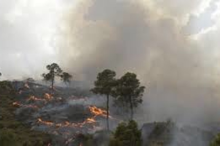 غابات جندوبة: تواصل عمليات إطفاء الحرائق