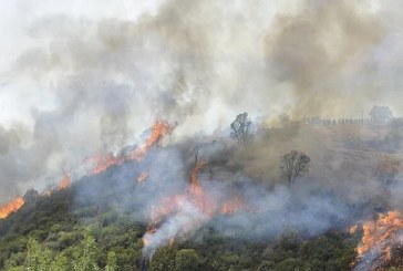 وزارة البيئة تقترح أن يبت القضاء العسكري في قضايا الاعتداء على الغابات