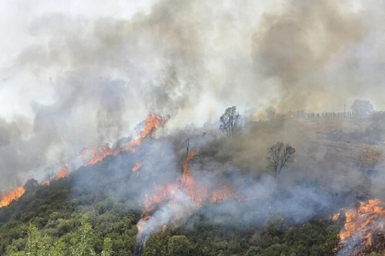 وزارة البيئة تقترح أن يبت القضاء العسكري في قضايا الاعتداء على الغابات