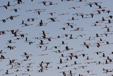 م ع البيئة وجودة الحياة بوزارة البيئة: ’10 أصناف من الطيور أصبحت غير موجودة في تونس’