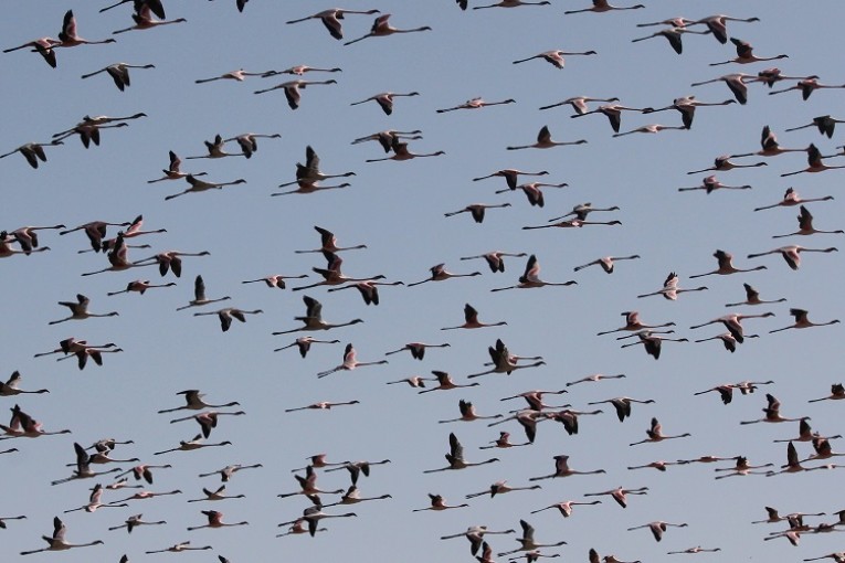 م ع البيئة وجودة الحياة بوزارة البيئة: ’10 أصناف من الطيور أصبحت غير موجودة في تونس’