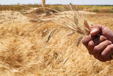 منظمة دولية تتوقع ارتفاع أسعار القمح العالمية بـ34%