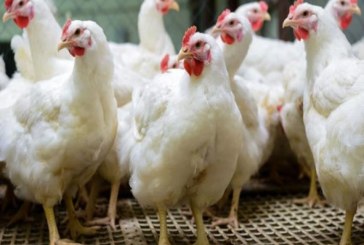 تسعير بعض منتوجات الدواجن وهذه التفاصيل..