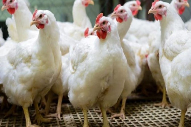 تسعير بعض منتوجات الدواجن وهذه التفاصيل..