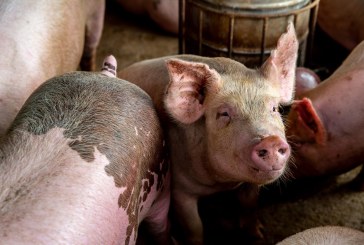بوتيرة مُقلقة: حمّى الخنازير الإفريقيّة تتمدّد في أوروبا