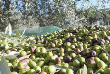 نابل : زيادة ب 4 % ‎ في إنتاج الزيتون