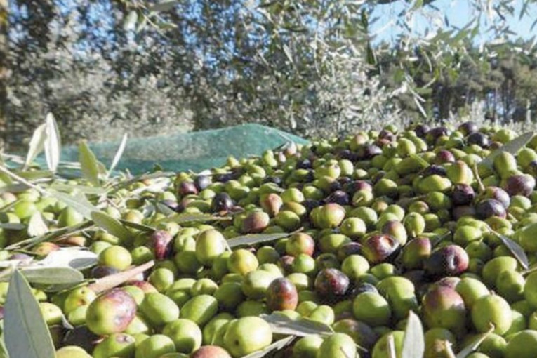 نابل : زيادة ب 4 % ‎ في إنتاج الزيتون