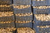 نابل: حجز 3 أطنان ونصف من البطاطا في مخزن عشوائي