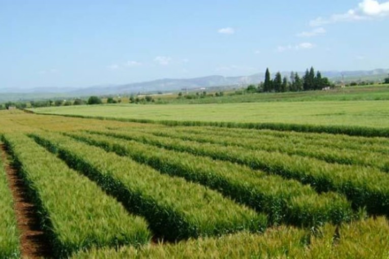 القيروان: استرجاع 3 عقارات دولية فلاحية بمساحة 192 هك