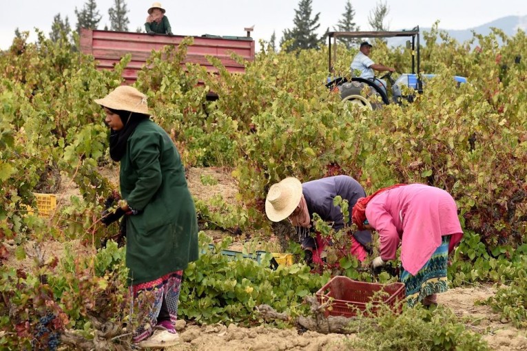 سيدي بوزيد: بعث مشروع ‘حراير’ لتحسين وضعية اكثر من 100 امراة عاملة في القطاع الفلاحي
