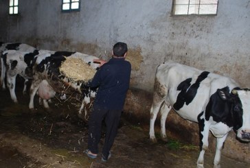 سيدي بوزيد: الاحتفاظ بشخص وحجز عدد من رؤوس الأبقار للحد من ظاهرة تهريب الحيوانات