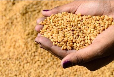 وصول شحنة جديدة من القمح اللين إلى تونس