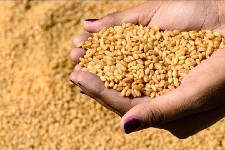 وصول شحنة جديدة من القمح اللين إلى تونس