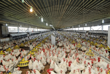 انطلاقا من اليوم: صيغ جديدة لانتاج وتوزيع الدواجن وتتبعات ضد المخالفين