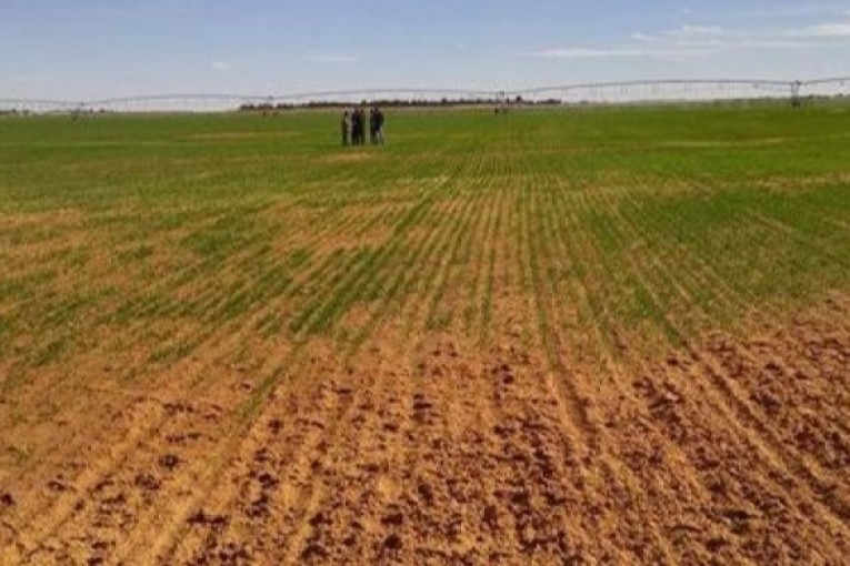 أريانة: استرجاع 7.5 هكتارات من الأراضي الدولية في سيدي ثابت