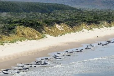 جنوح جماعي لـ”الحيتان الطيارة” على شواطئ أستراليا