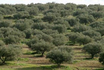 تطاوين: الانطلاق في عملية ري حوالي 650 الف اصل زيتون منتج تأثرت بالجفاف