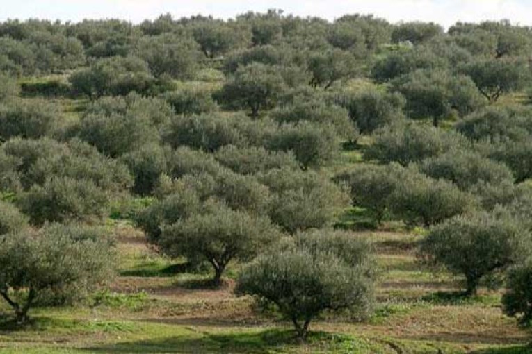تطاوين: الانطلاق في عملية ري حوالي 650 الف اصل زيتون منتج تأثرت بالجفاف