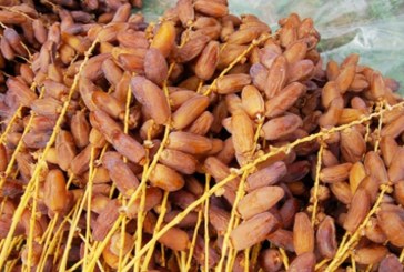 تونس تضع مواصفة فنّية لمسحوق التمور لدفع صادرات هذا المنتوج في ظل ارتفاع نسق الطلب عليه