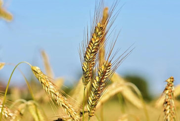 نابل: صعوبات ترافق انطلاق موسم الزراعات الكبرى ومخاوف من نقص البذور والأسمدة