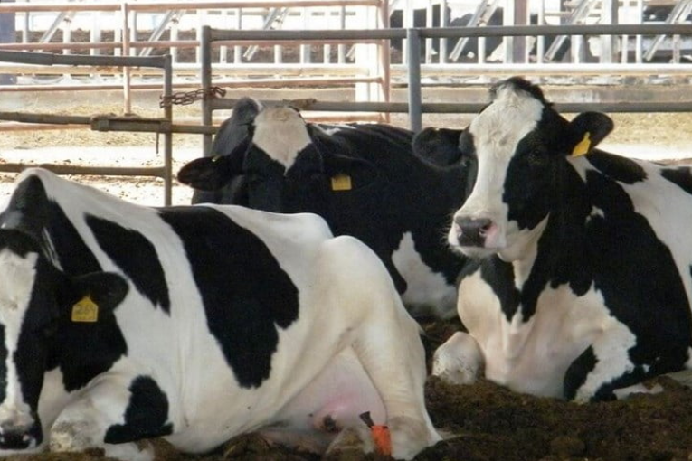 جندوبة: منتحلو صفة امنيين يحتجزون عددا من رؤوس الأبقار واتحاد الفلاحة يناشد السلط