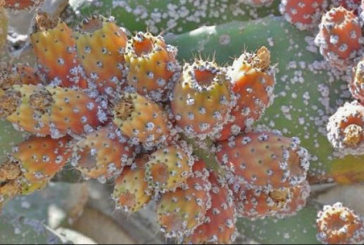 انتشرت على حوالي 600 كم: نحو تقديم استراتيجية وطنية لمقاومة آفة الحشرة القرمزية