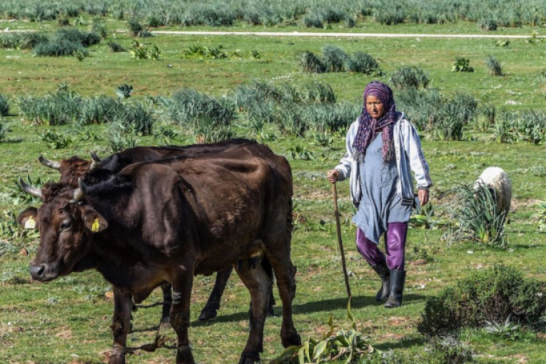 جندوبة: تهريب الأبقار إلى الجزائر نزيف يهدّد الثروة الحيوانية ومنظومة الألبان في ظل غياب هياكل الدولة