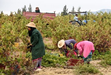 عاملات الفلاحة يتوجّهن بنداء لرئاسة الجمهورية والحكومة