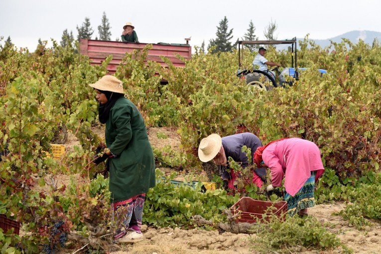 عاملات الفلاحة يتوجّهن بنداء لرئاسة الجمهورية والحكومة