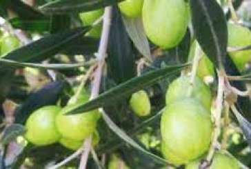 باجة: تقديرات بإنتاج 54 ألف طن من الزيتون و8 ألاف طن من الزيت