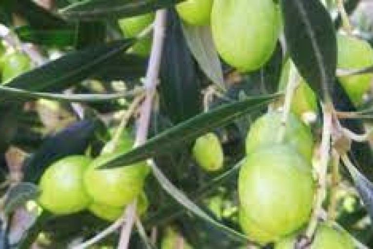 باجة: تقديرات بإنتاج 54 ألف طن من الزيتون و8 ألاف طن من الزيت