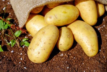نابل: انطلاقة متعثرة لموسم زراعة البطاطا
